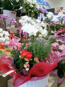 ２０１５母の日　お勧め２｜「花の精興園」　（愛知県豊田市の花キューピット加盟店 花屋）のブログ