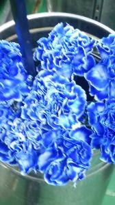 ものすごく暑いけど、ブルー系で癒しては｜「花の精興園」　（愛知県豊田市の花キューピット加盟店 花屋）のブログ