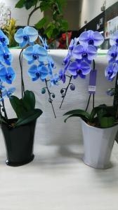 あなたは、どっち派｜「花の精興園」　（愛知県豊田市の花キューピット加盟店 花屋）のブログ